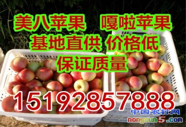 嘎啦7