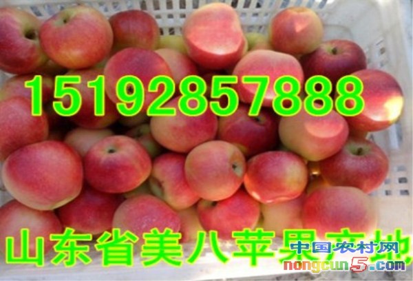 美八1