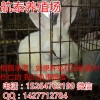 最新獺兔的飼養(yǎng)成本計算以及獺兔效益分析