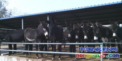 0_niuyangyangzhi_1385_20141021165629