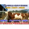 大理小肉牛價格表