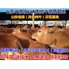 德宏小肉牛價格表