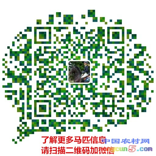微信二維碼_副本