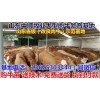 怒江小肉牛價格表