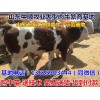 六盤水小肉牛價格表