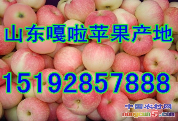 嘎啦6