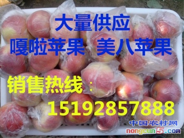 嘎啦9