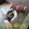 南陽仔豬價格分析
