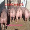 信陽三元仔豬行情