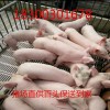 宜昌三元仔豬行情