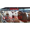 肉牛犢多少錢一頭2018價(jià)格報(bào)價(jià)
