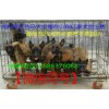 馬犬價(jià)格 馬犬養(yǎng)殖場 馬犬圖片