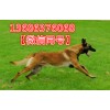 純種馬犬多少錢一只 什么地方有賣純種馬犬的