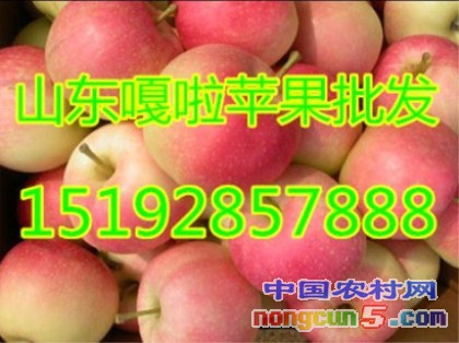 嘎啦2字