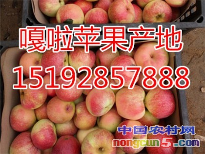 嘎啦4字
