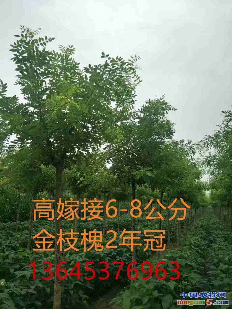 QQ圖片20170802162725