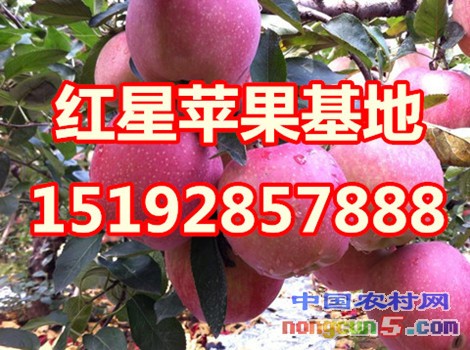 紅星蘋(píng)果4字