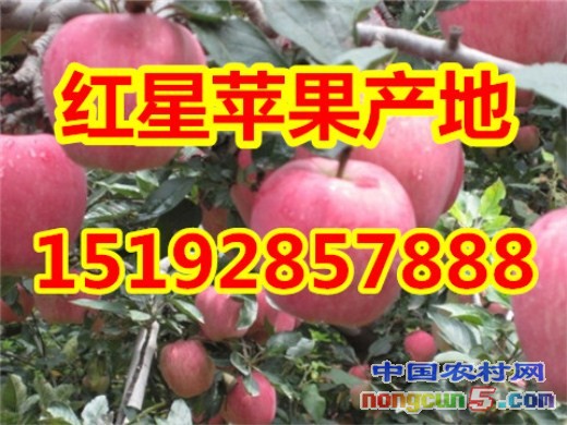 紅星蘋果1