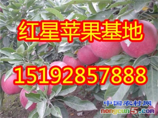 紅星蘋果2