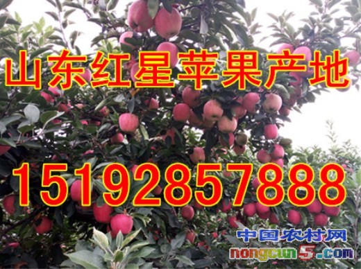 紅星蘋果7