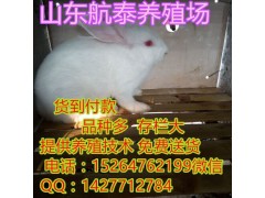 近期肉兔養(yǎng)殖效益分析 肉兔價格趨于穩(wěn)上升階段