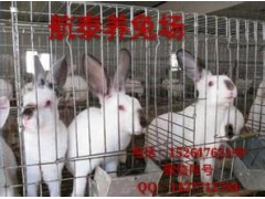 2017獺兔價格_全國獺兔價格