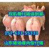 求購仔豬外三元仔豬價格哪里小豬仔便宜