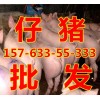 求購三元仔豬15-20公斤仔豬價格哪里小豬便宜