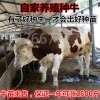 哪里肉牛犢便宜