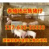 2017仔豬價格仔豬養(yǎng)殖基地哪里小仔豬便宜