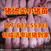 小豬仔價格行情小豬廠家哪里小仔豬便宜