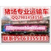求購豬娃150-20公斤豬仔價(jià)格哪里小豬便宜