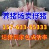 求購小苗豬母豬價(jià)格行情哪里小仔豬便宜