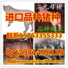 小豬仔價(jià)格行情仔豬養(yǎng)殖基地哪里小仔豬便宜