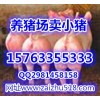 莒縣豬仔價(jià)格行情40-60斤豬苗價(jià)格哪里小仔豬便宜