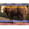 長沙有養(yǎng)肉牛場嗎
