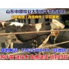 九江專業(yè)養(yǎng)牛場(chǎng)
