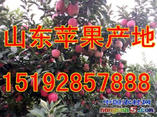蘋果8