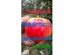 美八蘋果今日批發(fā)價(jià)格,美八蘋果今年批發(fā)行情低
