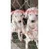 出售各類大型猛犬
