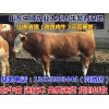 宿遷牛犢子價(jià)格