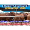 鹽城架子牛價格行情