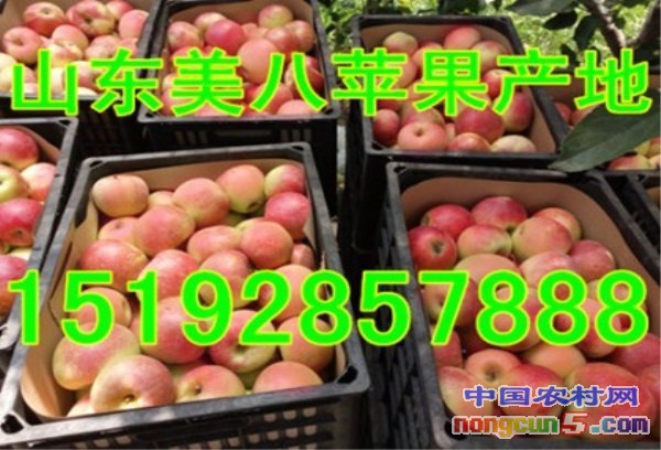 美八3