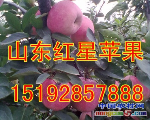 紅星蘋果5