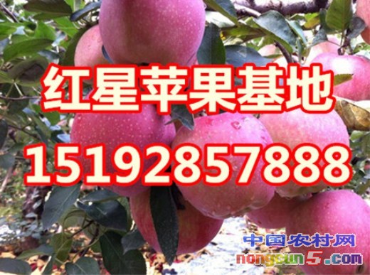 紅星蘋果4