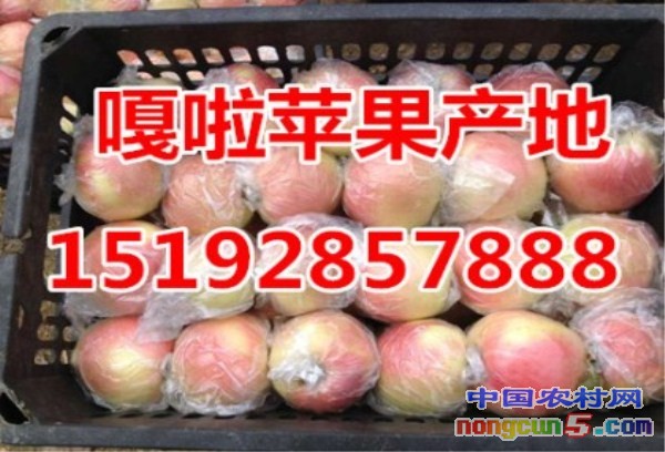 嘎啦3