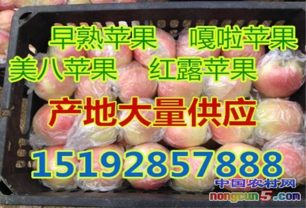 嘎啦1
