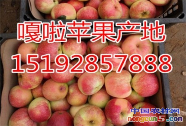 嘎啦4字