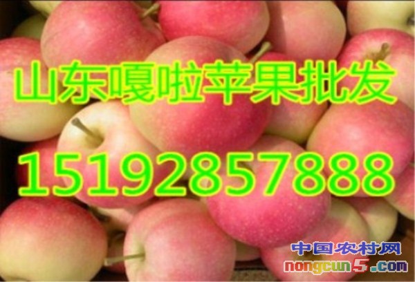 嘎啦5