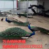 哪里有賣孔雀的